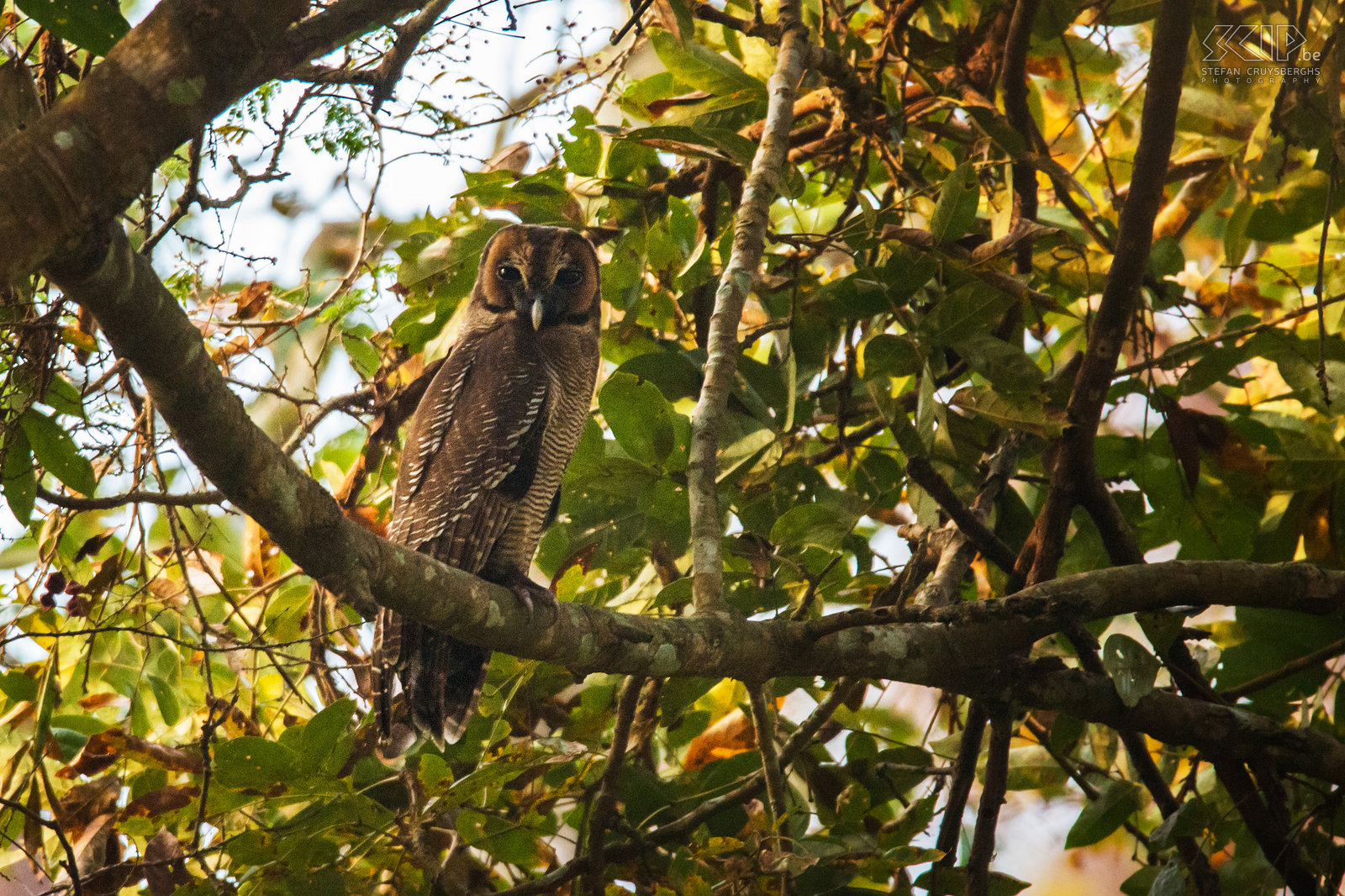 Dandeli - Bruine bosuil Tijdens een ochtendlijke wandeling nabij Dandeli nationaal park zagen we een grote bruine bosuil (Brown wood owl, Strix leptogrammica) Stefan Cruysberghs